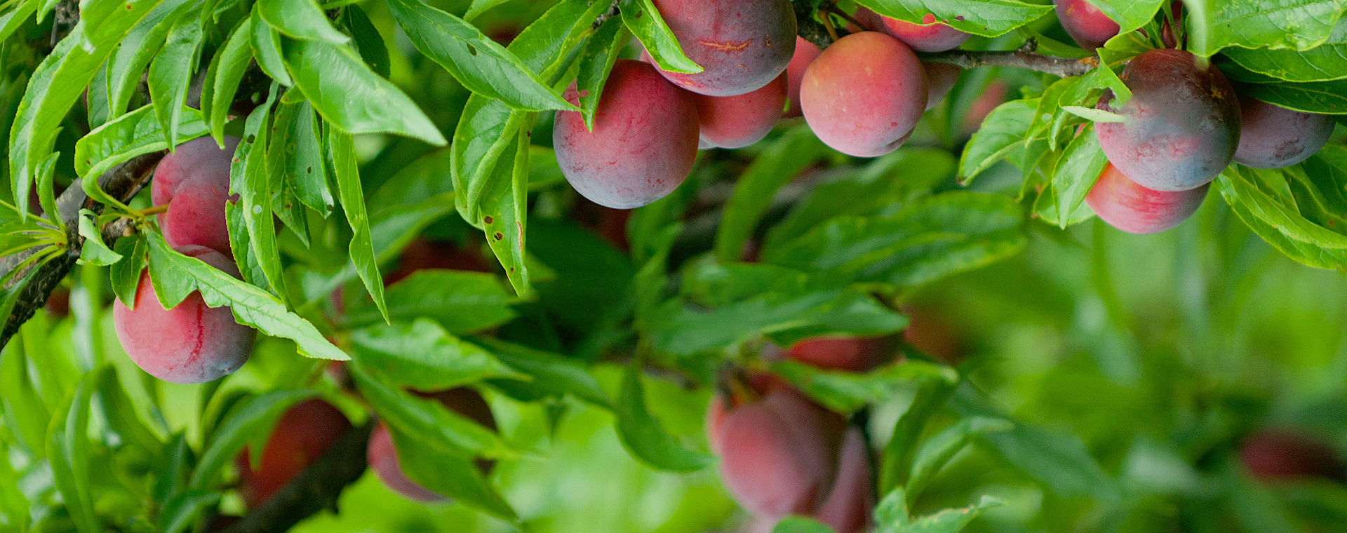 云大集生態(tài)農(nóng)業(yè)發(fā)展（河北）有限公司-云大集生態(tài)農(nóng)業(yè)發(fā)展（河北）有限公司【官網(wǎng)】